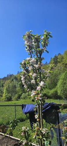Epletrærne våre blomstrer, håper det blir masse epler til høsten 🍏